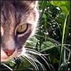 Котёна